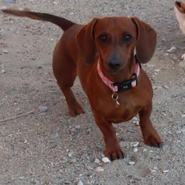 Nuka - Dachshund
