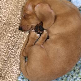 Dachshund Puppies from Witchy Woman’s Wiener’s