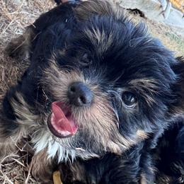 Lisa-Orange - Black and tan female Yorkshire Terrier puppy in Lampasas, Texas from Lone Star Yorkies Texas