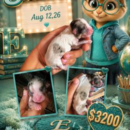 Eleanor - Merle female Chihuahua puppy in Parkland, Washington from Cascades Cuties