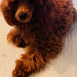 Goldendoodle puppies from Manoka's Honeybee