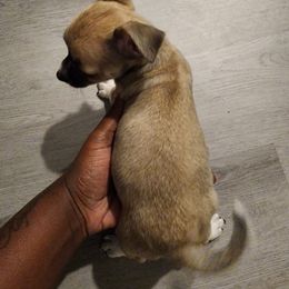 Chihuahua Puppies from Maldonado Pet Life Breeder LLC.