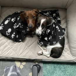 Dachshund Puppies from Bella’s Puppies