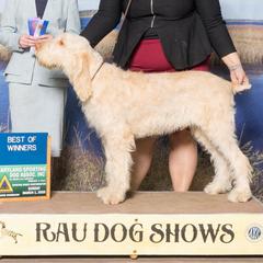 Russell Terriers and Spinoni Italiani from FOXFIELDS