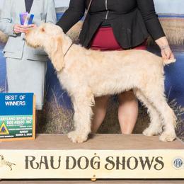 Russell Terriers and Spinoni Italiani from FOXFIELDS