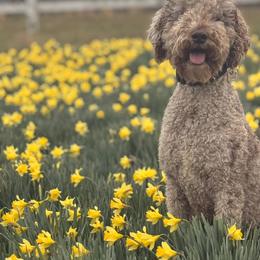Labradoodles from Harvest Sky Kennels