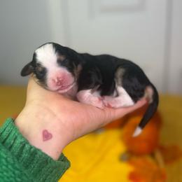 Seer - Tri-color female Bernedoodle puppy in Fort Myers, Florida from Little Golden Farm