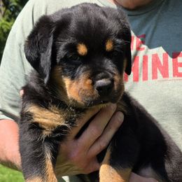 Rottweiler Puppies from Vom Peiffley Rottweilers, LLC