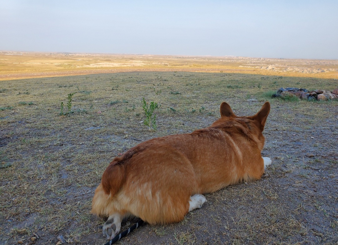 Pembroke Welsh Corgi All Grown Up from Winterton Farm & Homestead