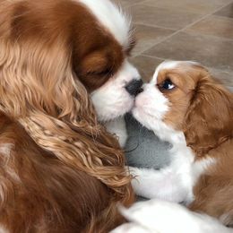 Cavalier King Charles Spaniel Puppies from Ikkes Cavaliers