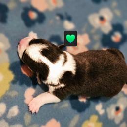 Daffy - Black and tan male Pembroke Welsh Corgi puppy in Frontenac, Kansas from Holloway Corgis