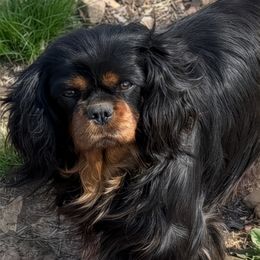 Merlin - Cavalier King Charles Spaniel
