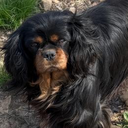 Merlin - Cavalier King Charles Spaniel