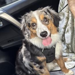 Hendrix - Miniature Australian Shepherd
