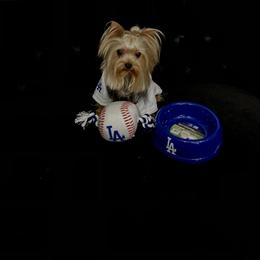 Yorkshire Terrier All Grown Up from Akc Quality Yorkies
