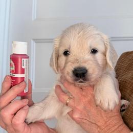 Girl 3 Red - Light golden female Golden Retriever puppy in Mc Minnville, Tennessee from Wishaw Whisky Golden Retrievers