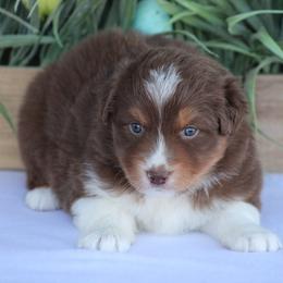 Candy - Red tri-color female Australian Shepherd puppy in Circleville, Utah from Canyon Creek Aussies