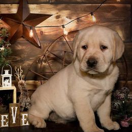 Labrador Retriever Puppies from Debbie Wing