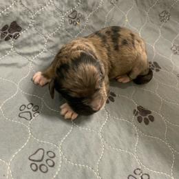 Merle boy 1 - Gray male Pyredoodle puppy in Prescott, Washington from Washington Pyredoodles