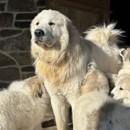 Ranger - Great Pyrenees