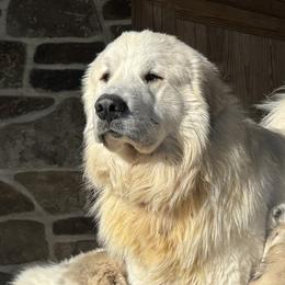 Ranger - Great Pyrenees