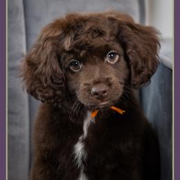 Pete - Brown male Cockapoo puppy in Connersville, Indiana from Deaz Doodle Ranch