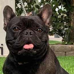 French Bulldogs from Moon Mountain Frenchies