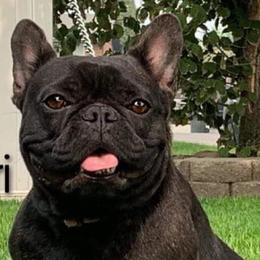 French Bulldogs from Moon Mountain Frenchies