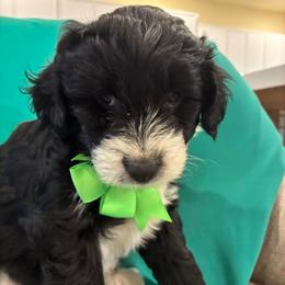Arrow - Black and white male Aussiedoodle puppy in Elk, Washington from James Ruby Farms