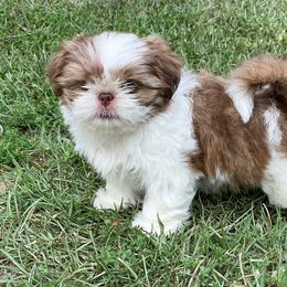 "Previous litter " Shih Tzu Puppies from Burke Manor Shih Tzu