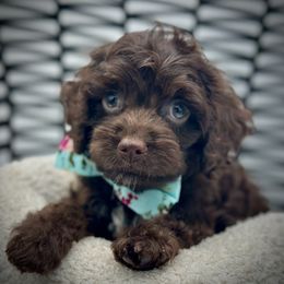 Cutie - Brown male Cockapoo puppy in Palm Beach County, Florida from Benji’s Cockapoos