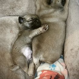 Pug Puppies from Triptych Kennels