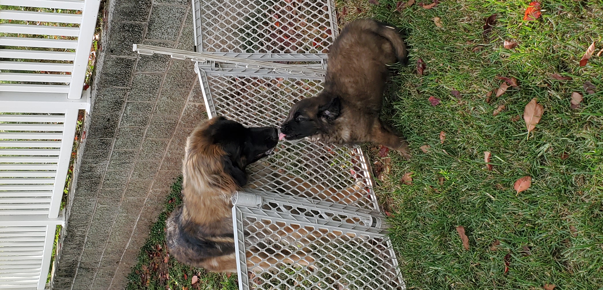 Leonberger Puppies from Corazon de Leon Leonbergers