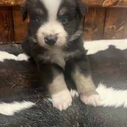 Miniature Australian Shepherd Puppies from Lil Lain Farms