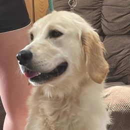 Opal - Golden Retriever