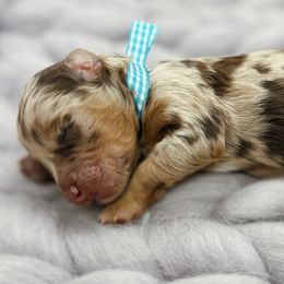 Zadkiel - Red merle Aussiedoodle puppy in Chattanooga, Tennessee from Remedy Ridge Aussiedoodles