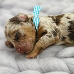 Zadkiel - Red merle Aussiedoodle puppy in Chattanooga, Tennessee from Remedy Ridge Aussiedoodles