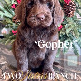 Gopher - male Newfypoo puppy in Jackson, Missouri from Two Sisters Ranch, LLC