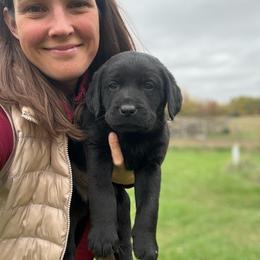 Acorn- green collar - Black male Labrador Retriever puppy in Isanti, Minnesota from Four Corners Family Labs