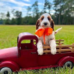 Charlie's Orange Boy - Parti male Goldendoodle puppy in Kountze, Texas from Texas Doodles LLC