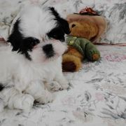 Shichon Puppies from Laura's Teddy Bears