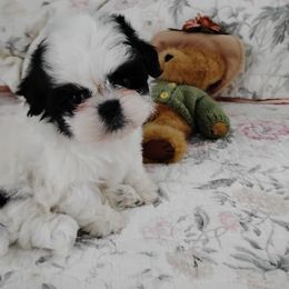 Shichon Puppies from Laura's Teddy Bears