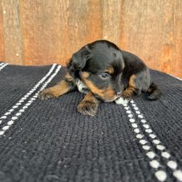 Duck - Black tri-color female Aussiedoodle puppy in Eastland, Texas from H5 Mini Doodles