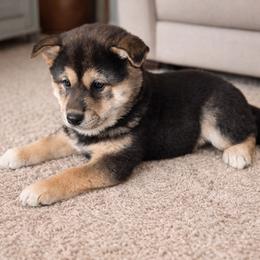 Girl-1 - Black and tan female Shiba Inu puppy in Columbus Junction, Iowa from Liz's Shiba Inu
