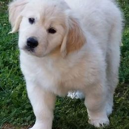 Golden Retrievers from GlenView Golden Retrievers