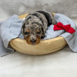 Ray - Merle male Bernedoodle puppy in Williamson, New York from Lakeside Doodles