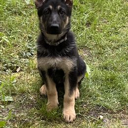 German Shepherd Puppies from Dawnhill