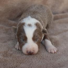 Chloe - Pink Collar - Lilac female Border Collie puppy in Courtland, Alabama from C Bar C Ranch Border Collies
