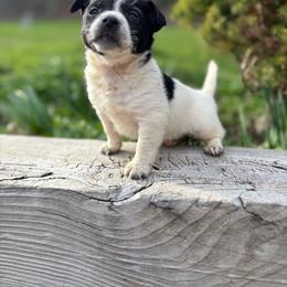 Baby 1 - Black and white male Chihuahua puppy in Berwick, Pennsylvania from Maras puppies