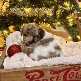 Donner - Parti male Labradoodle puppy in Candler, North Carolina from Maple Bakin’ Doodles